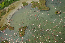 Aerial view of European flamingo (Phoenicopterus roseus) flock in flight, Baha de Cdiz Natural Park, Cdiz, Andalusia, Spain, February 2009. Exclusive Japanese calendar rights for 2014