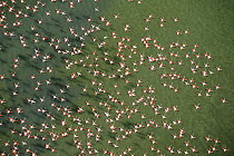 Aerial view of Greater flamingo (Phoenicopterus ruber) flock in flight, Bahía de Cádiz Natural Park, Cádiz, Andalusia, Spain, February 2009