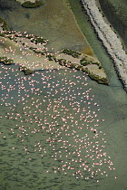 Aerial view of Greater flamingo (Phoenicopterus ruber) flock in flight, Bahía de Cádiz Natural Park, Cádiz, Andalusia, Spain, February 2009