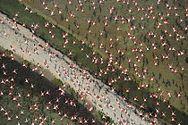 Aerial view of Greater flamingo (Phoenicopterus ruber) flock in flight, Bahía de Cádiz Natural Park, Cádiz, Andalusia, Spain, February 2009.
