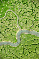 Aerial view of marshes with Seaweed exposed at low tide, Baha de Cdiz Natural Park, Cdiz, Andalusia, Spain, February 2009