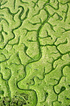 Aerial view of marshes with Seaweed exposed at low tide, Bahía de Cádiz Natural Park, Cádiz, Andalusia, Spain, February 2009
