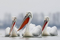 Three Dalmatian pelican (Pelecanus crispus) on Lake Kerkini, Macedonia, Greece, February 2009