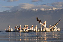 Dalmatian pelicans (Pelecanus crispus) one stretching wings, on Lake Kerkini, Macedonia, Greece, February 2009