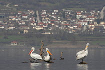 Three Dalmatian pelicans (Pelecanus crispus) on dead wood sticking out of Lake Kerkini, Macedonia, Greece, February 2009