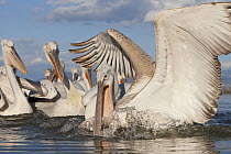 Dalmatian pelican (Pelecanus crispus) catching fish, Lake Kerkini, Macedonia, Greece, February 2009
