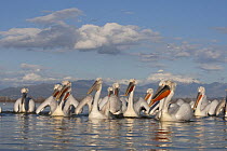 Dalmatian pelicans (Pelecanus crispus) on Lake Kerkini, Macedonia, Greece, February 2009