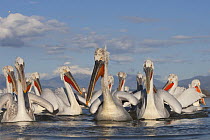 Dalmatian pelicans (Pelecanus crispus) on Lake Kerkini, Macedonia, Greece, February 2009