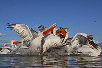 Dalmatian pelicans (Pelecanus crispus) sqabbling over fish being thrown to them, Lake Kerkini, Macedonia, Greece, February 2009