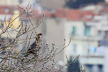 Pygmy cormorant (Microcarbo pygmeus) in Willow tree calling, Lake Kastoria, Macedonia, Greece, February 2009