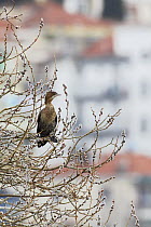 Pygmy cormorant (Microcarbo pygmeus) in Willow tree, Lake Kastoria, Macedonia, Greece, February 2009