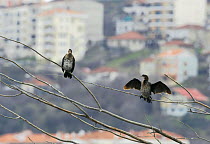 Two Pygmy cormorants (Microcarbo pygmeus) in tree, Lake Kastoria, Macedonia, Greece, February 2009