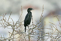 Pygmy cormorant (Microcarbo pygmeus) in willow tree, calling, Lake Kastoria, Macedonia, Greece, February 2009