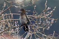 Pygmy cormorant (Microcarbo pygmeus) perched on branch in willow tree, Lake Kastoria, Macedonia, Greece, February 2009