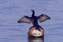 Pygmy cormorant (Microcarbo pygmeus) with wings stretched, Lake Kastoria, Macedonia, Greece, February 2009
