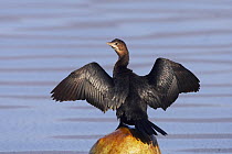 Pygmy cormorant (Microcarbo pygmeus) with wings stretched, Lake Kastoria, Macedonia, Greece, February 2009