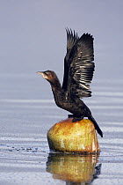 Pygmy cormorant (Microcarbo pygmeus) flapping wings, Lake Kastoria, Macedonia, Greece, February 2009