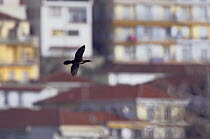 Pygmy cormorant (Microcarbo pygmeus) in flight, Lake Kastoria, Macedonia, Greece, February 2009