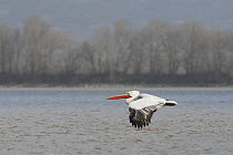 Dalmatian pelican (Pelecanus crispus) flying over Lake Kerkini, Macedonia, Greece, February 2009
