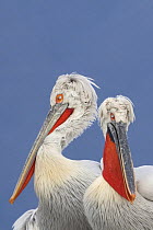 Two Dalmatian pelicans (Pelecanus crispus) Lake Kerkini, Macedonia, Greece, February 2009