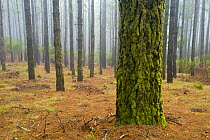 Montery pines (Pinus radiata) in the mist, Corona Forest Natural Park, encircling the Teide National Park, Tenerife, Canary Islands, Spain, December 2008
