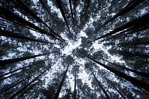 View looking up at canopy of Monterey pines (Pinus radiata) in the mist, Corona Forest Natural Park, encircling the Teide National Park, Tenerife, Canary Islands, Spain, December 2008