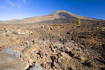 Single Canary pine tree (Pinus canariensis) growing in lava field of the Pico Viejo Volcano, Teide National Park, Tenerife, Canary Islands, Spain, December 2008