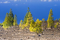 Canary pine trees (Pinus canariensis) growing in lava field near Chio, Teide National Park, Tenerife, Canary Islands, Spain, December 2008