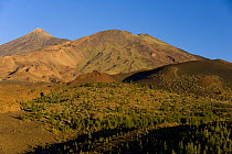 Teide volcano (3,718m) with the Pico Viejo volcano (2,909m) right, from Montaa Samara, at sunset, Teide National Park, Tenerife, Canary Islands, Spain, December 2008