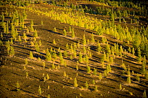 Canary pines (Pinus canariensis) growing in lava field near Chio, Teide National Park, Tenerife, Canary Islands, Spain, December 2008