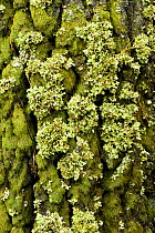 Lichen growing on Montery pine (Pinus radiata) tree trunk, Corona Forest Natural Park, encircling the Tenide National Park, Tenerife, Canary Island, Spain, December 2008