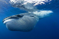 Bryde's whale {Balaenoptera brydei / edeni} with throat pleats expanded after feeding on baitball of Sardines {Sardinops sagax} off Baja California, Mexico, Eastern Pacific Ocean. Veolia Environnement...