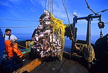 Dragger / trawler hauls in a net full of Winter Blackback Flounder (Pseudopleuronectes americanus) and Cod (Gadus morhua). Gloucester, Massachusetts, USA, North Atlantic Ocean. 2007 Model released.