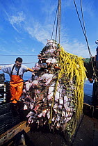 Dragger / trawler hauls in net full of Winter Blackback Flounder (Pseudopleuronectes americanus), Cod (Gadus morhua) and Spiny Dogfish Shark (Squalus acanthias) Gloucester, Massachusetts, USA, North A...