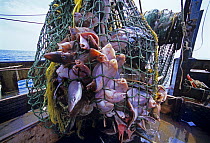 Dragger / trawler hauls in net of Winter Blackback Flounder (Pseudopleuronectes americanus), Cod (Gadus morhua) and Spiny Dogfish Shark (Squalus acanthias). Gloucester, Massachusetts, USA, North Atlan...