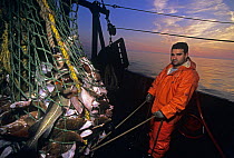 Fisherman on trawler hauls in net full of Winter Blackback Flounder (Pseudopleuronectes americanus) and Codfish (Gadus morhua). Gloucester, Massachusetts, USA, North Atlantic Ocean. 2007 Model release...
