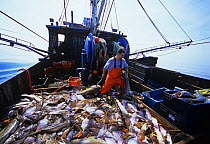 Dragger sorts catch of Winter Blackback Flounder (Pseudopleuronectes americanus), Cod (Gadus morhua) and Lobster (Homarus americanus). Gloucester, Massachusetts, USA, North Atlantic Ocean. 2007 Model...