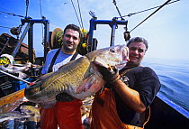 Father and son dragger hold giant 45 pound Codfish (Gadus morhua) aboard dragger / trawler. Gloucester, Massachusetts, USA, North Atlantic Ocean. 2007 Model released.