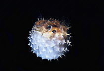 Orbicular burrfish / Short-spined porcupinefish (Cyclichthys orbicularis) puffed up with water, Lembeh Strait, Celebes Sea, Sulawesi, Indonesia.