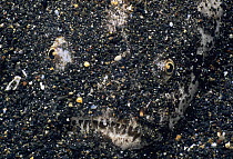 Marbled Stargazer (Uranoscopus bicinctus) camouflaged in sand on seabed, Lembeh Strait, Celebes Sea, Sulawesi, Indonesia.