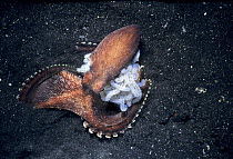 Veined / Coconut Octopus (Octopus marginatus) guarding eggs on seabed, Lembeh Strait, Celebes Sea, Sulawesi, Indonesia.