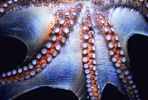 Veined / Coconut octopus (Octopus marginatus) underside showing suckers on tentacles, Lembeh Strait, Celebes Sea, Sulawesi, Indonesia.