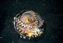 Veined / Coconut Octopus (Octopus marginatus) coiled in shell on seabed protecting eggs, Lembeh Strait, Celebes Sea, Sulawesi, Indonesia.