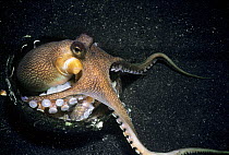 Veined / Coconut Octopus (Octopus marginatus) guarding eggs laid in shell on seabed, Lembeh Strait, Celebes Sea, Sulawesi, Indonesia.