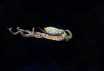 Mimic Octopus (Thaumoctopus mimicus) swimming, Lembeh Strait, Celebes Sea, Sulawesi, Indonesia.
