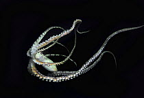 Mimic Octopus (Thaumoctopus mimicus) swimming, Lembeh Strait, Celebes Sea, Sulawesi, Indonesia.