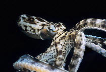 Mimic Octopus (Thaumoctopus mimicus) swimming,  Lembeh Strait, Celebes Sea, Sulawesi, Indonesia.