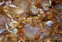 Shrimp and bycatch of juvenile fish and jellyfish from semi-industrial shrimp dragger, Maputo, Mozambique.