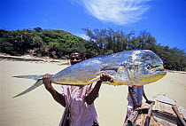 Fisherman holds Dolphin fish / Dorado (Coryphaena hippurus) caught with rod and reel. Tofo, Mozambique, November 2008