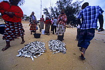Fisherwomen sell catch of Sardines on beach, Maputo, Mozambique, November 2008